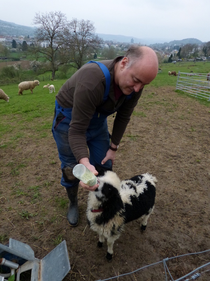 Bottle feeding a baby lamb