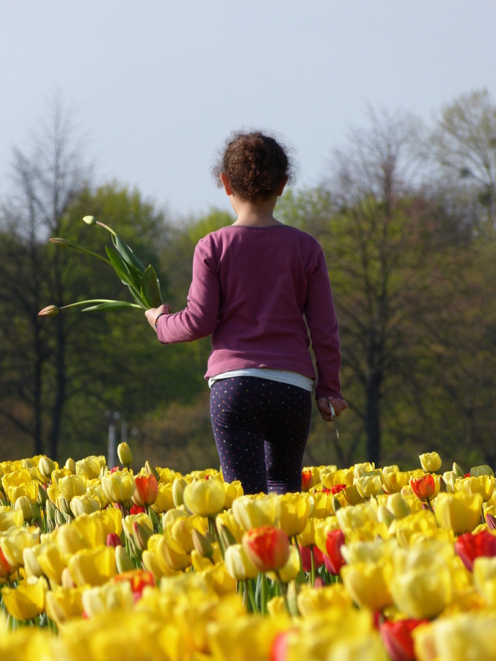 Pick your own flowers farm