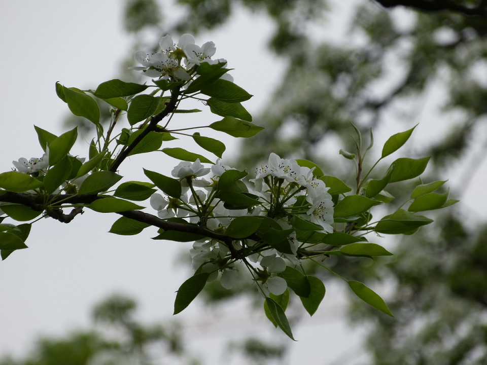 A bit rainy today