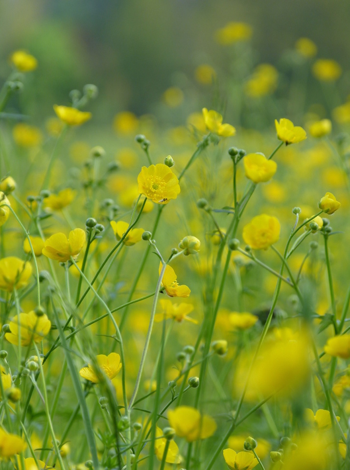 Wild flowers