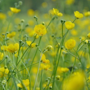 Wild flowers