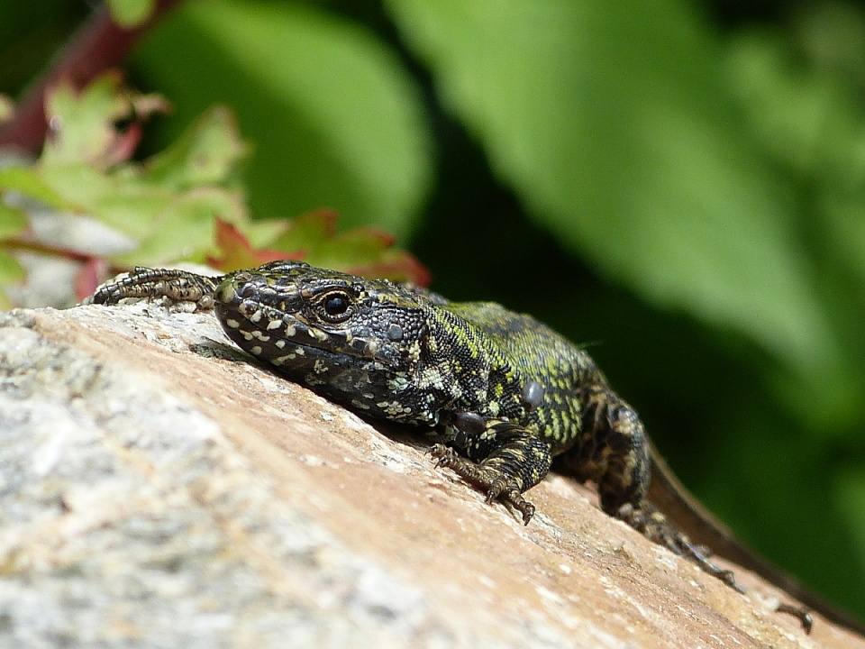 Basking in the sun