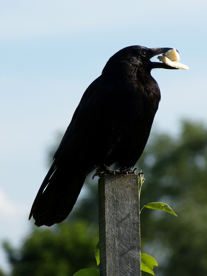 A greedy raven