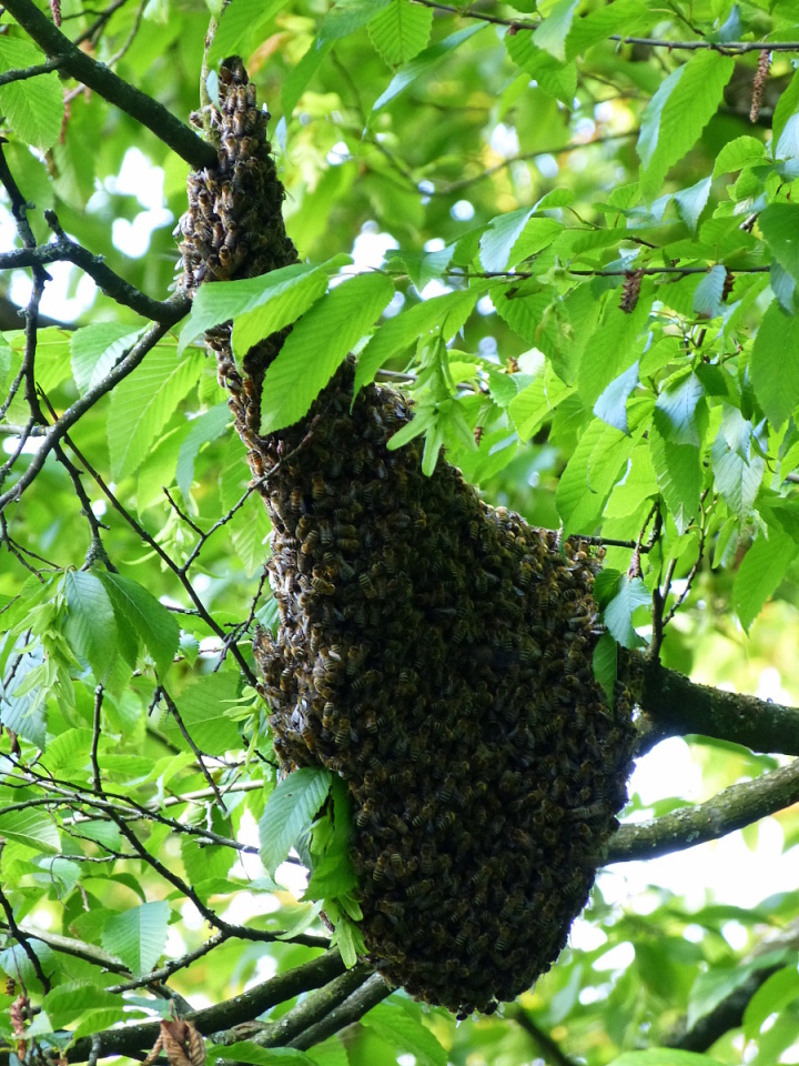 A bee swarm in our garden