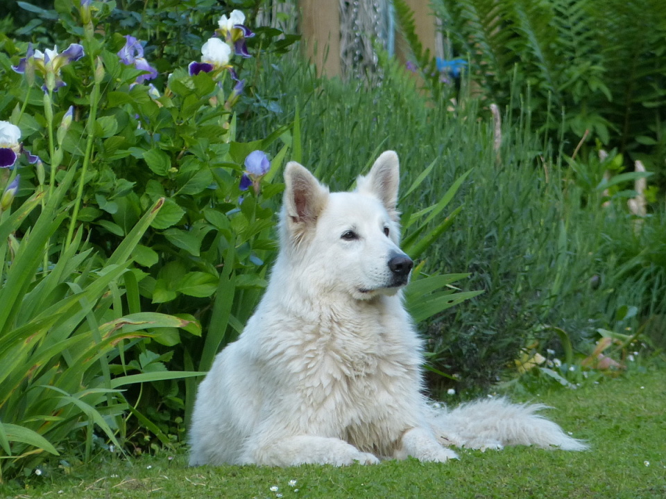 Wodan, the neighbour's dog