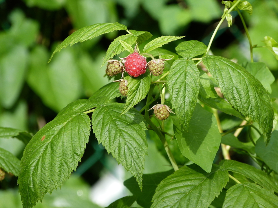 Getting ripe
