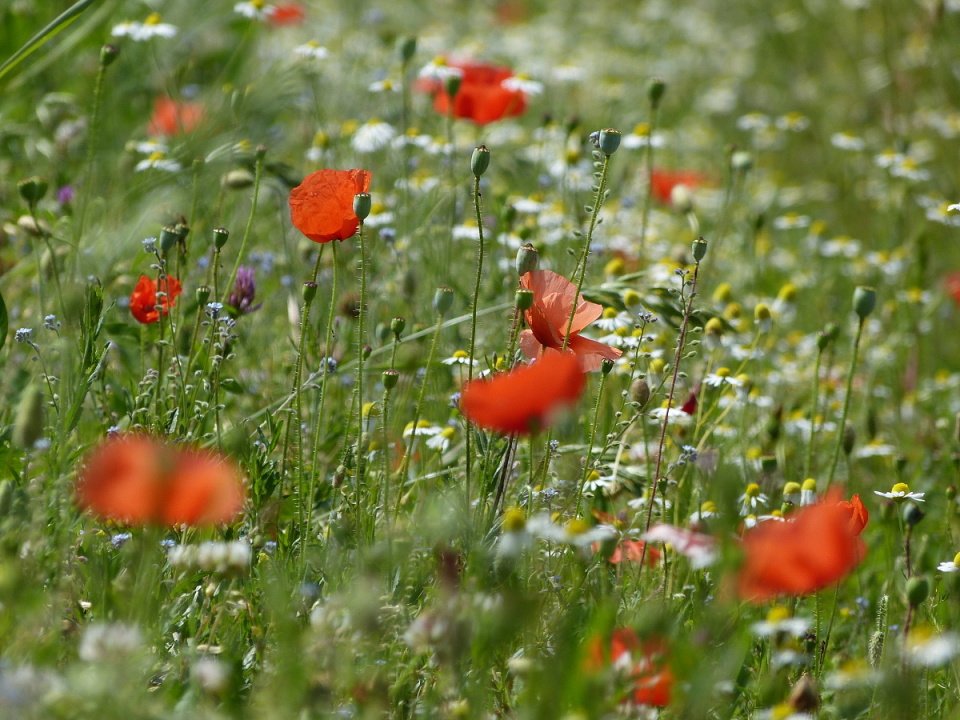 A bit of summer