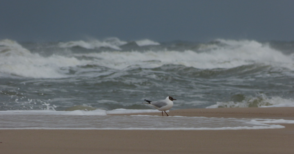 At the seaside