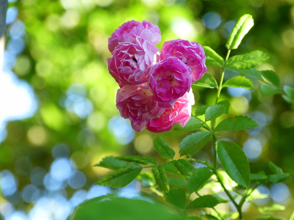 A garden blip