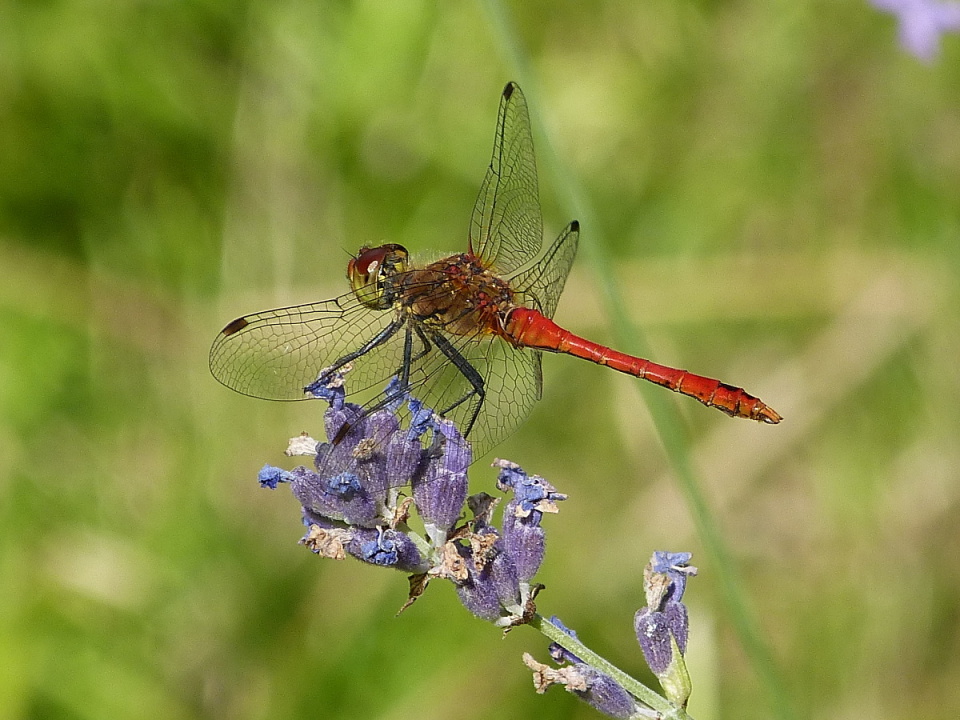 A dragonfly
