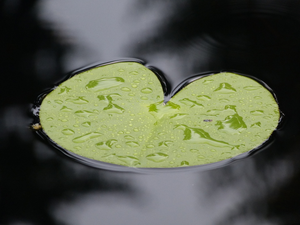 A lily pad