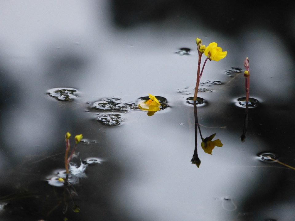 Another pond blip