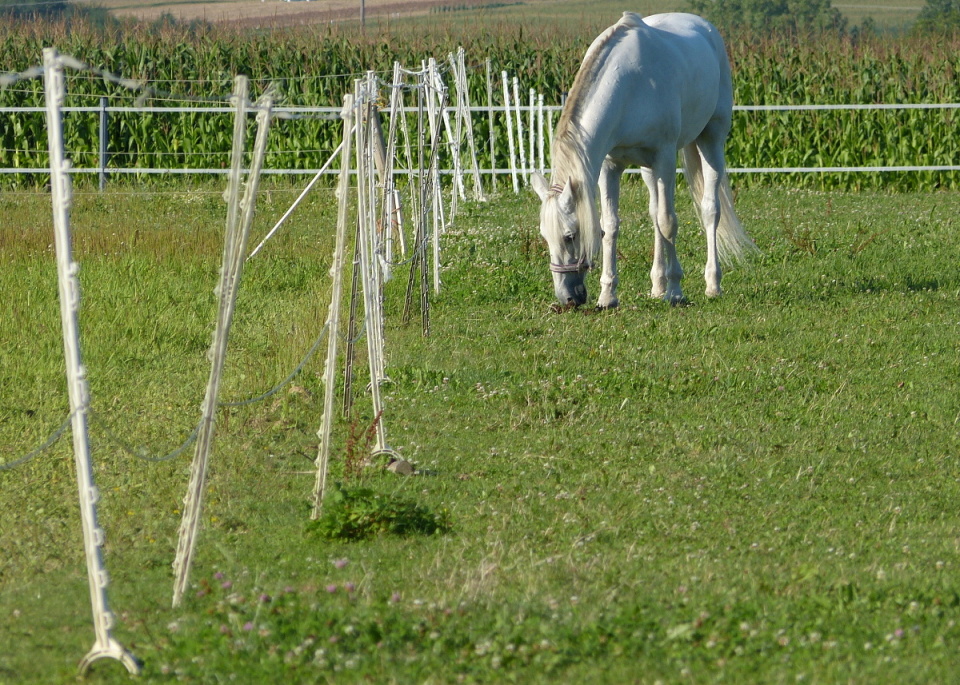 Yet another horse