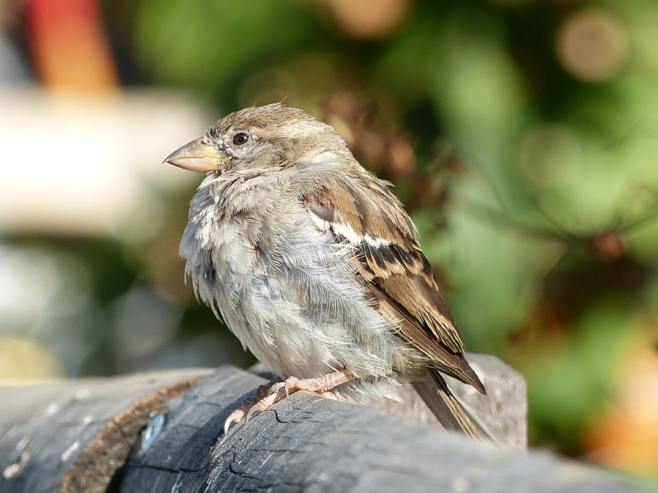 A city bird