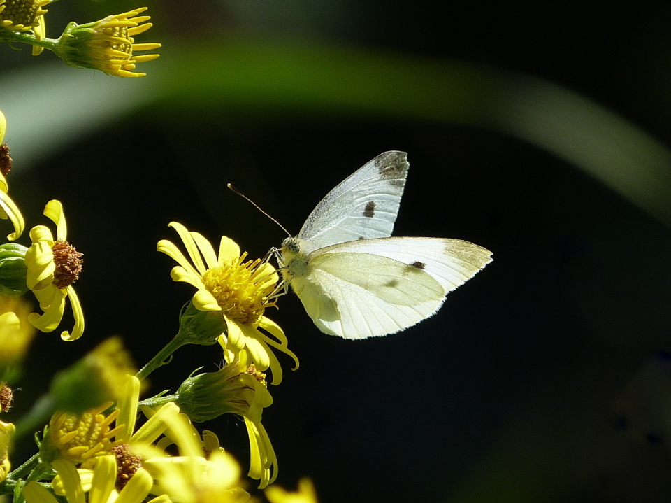 Summer snowflake