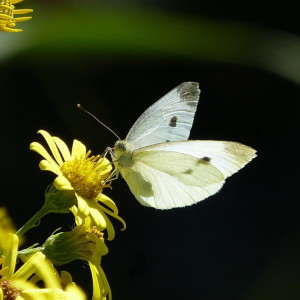 Summer snowflake