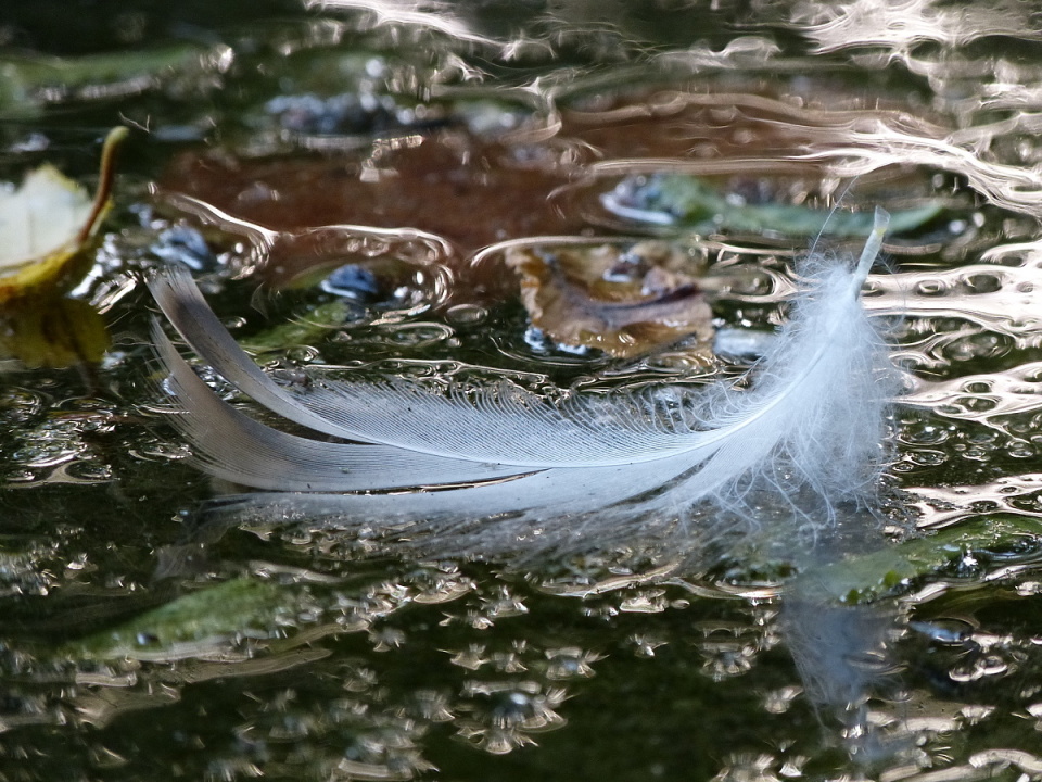 Feather on the pond