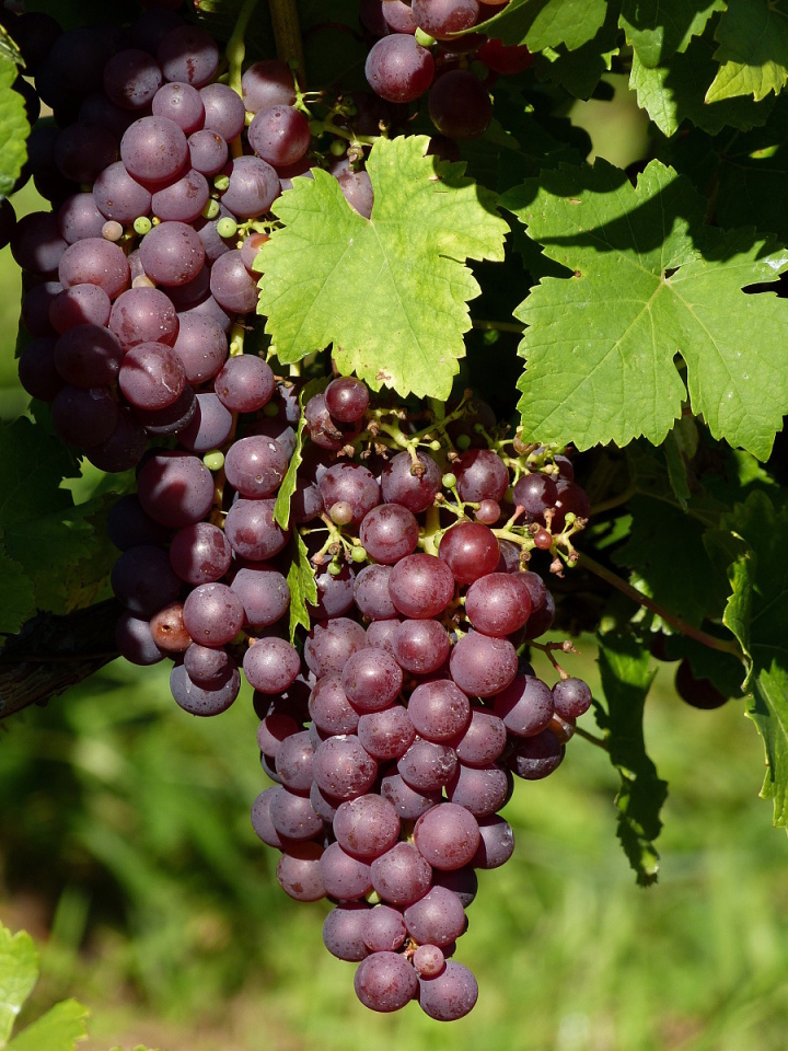 Grapes