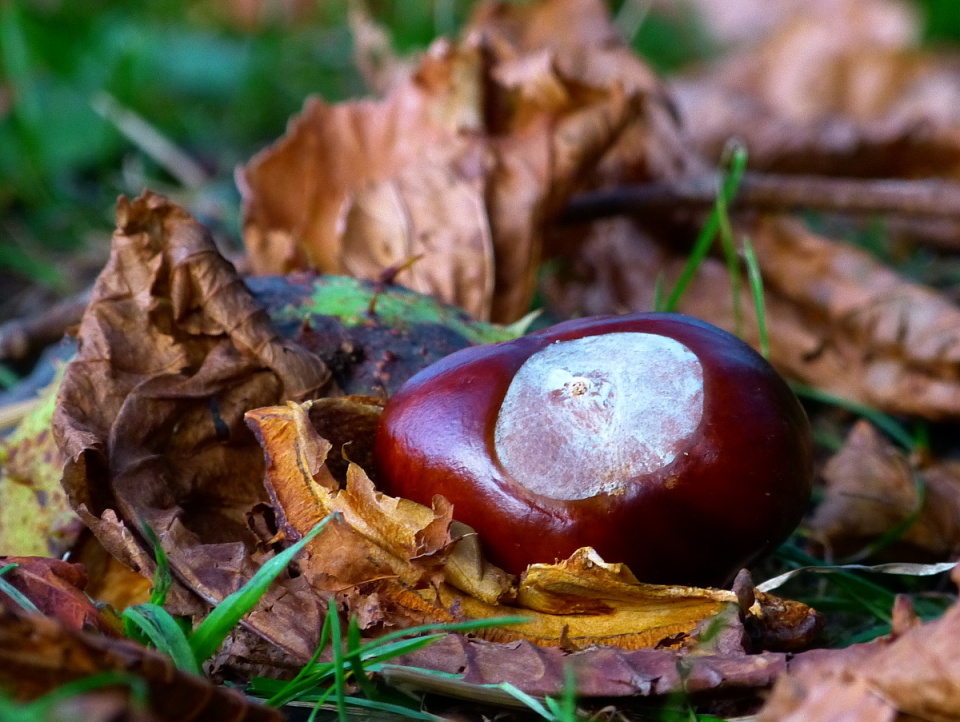Conker season