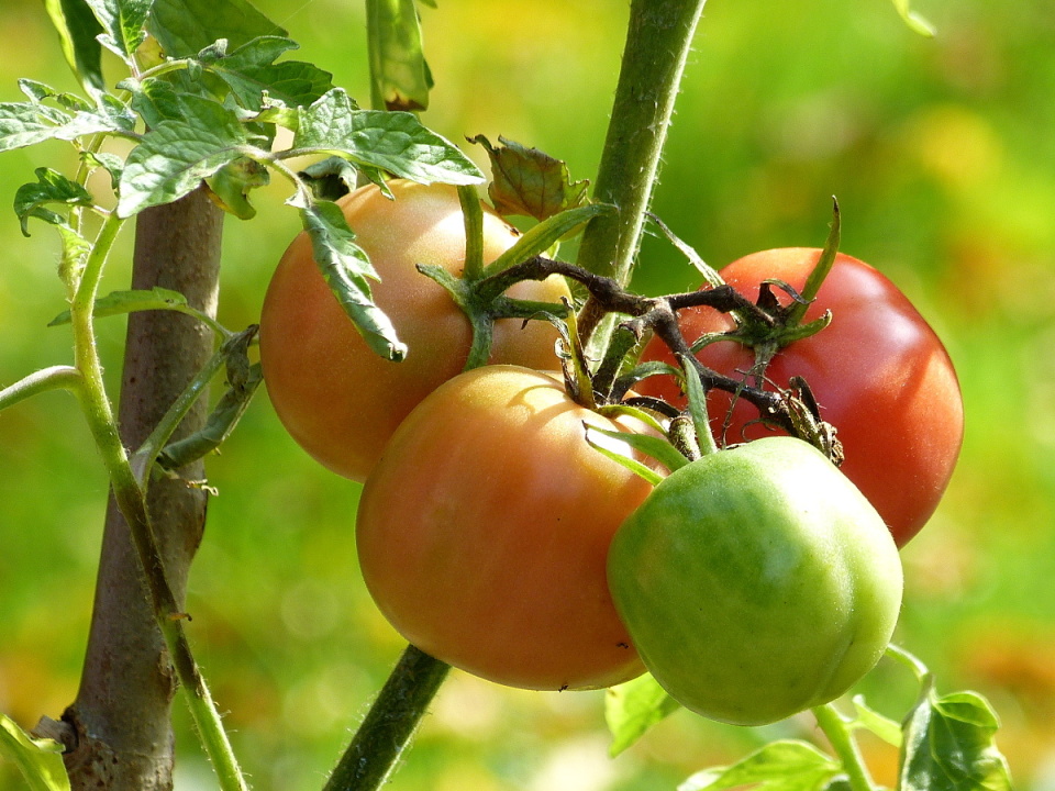 Tomatoes