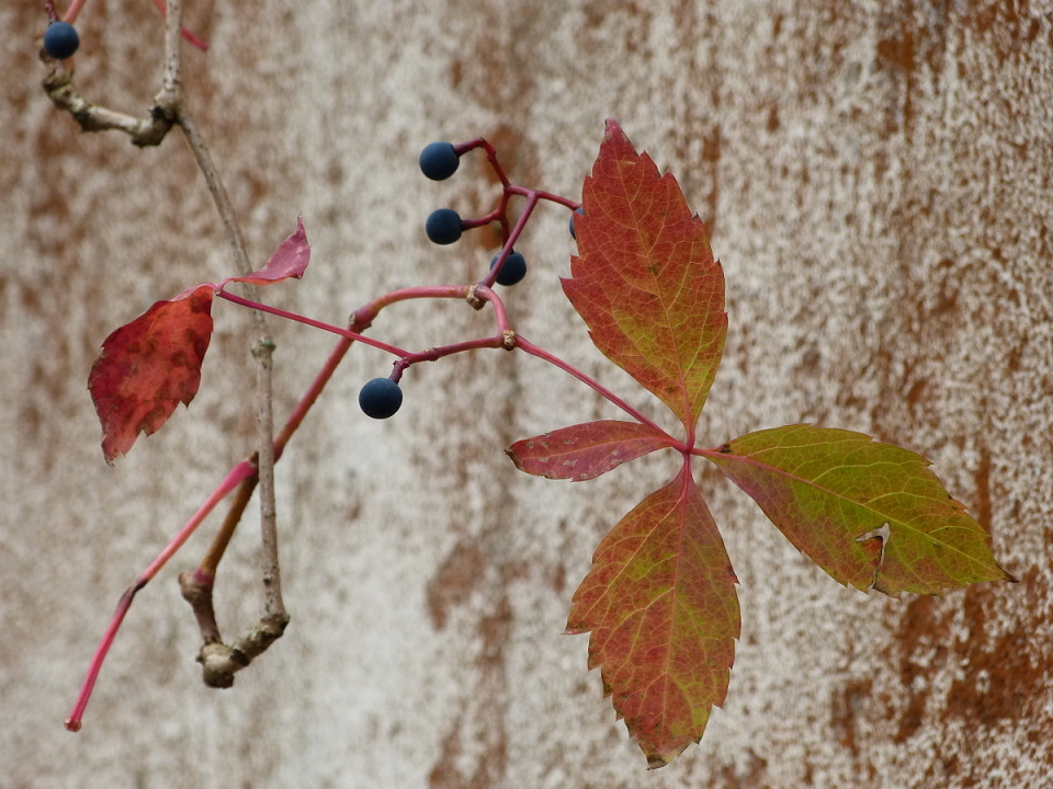 Autumn
