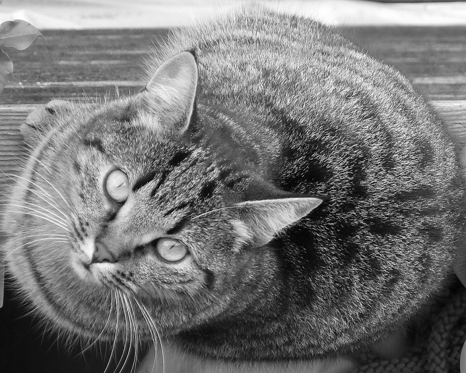Neighbour's cat