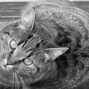Neighbour's cat