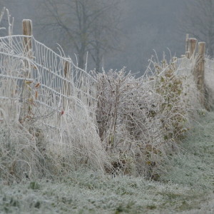 A frosty morning