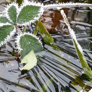 Icebound