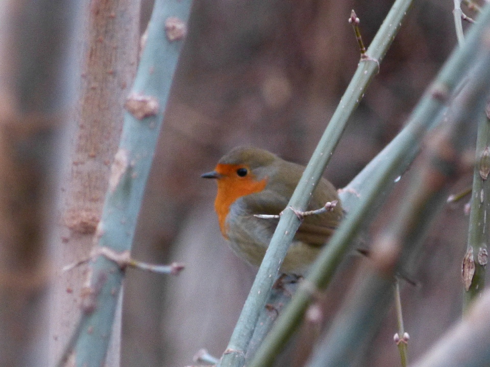 A robin