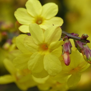 First flowers