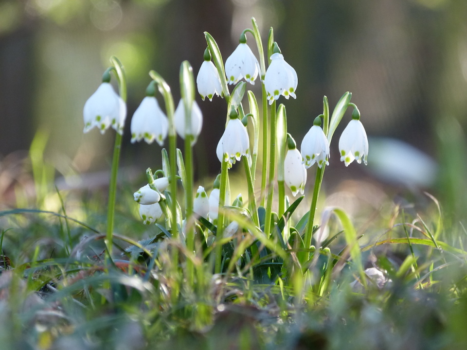Spring is here :)