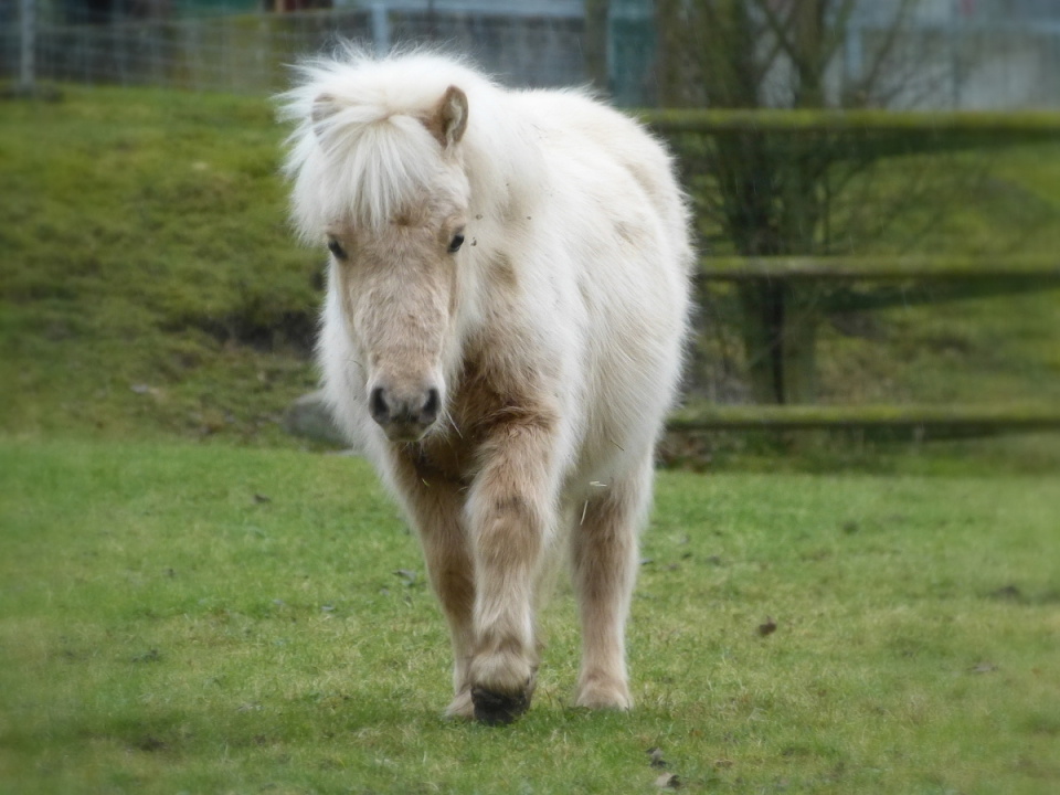 A happy pony
