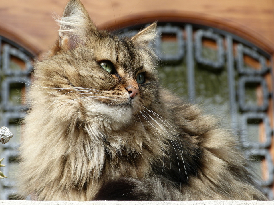 My fluffy friend