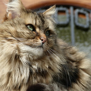 My fluffy friend