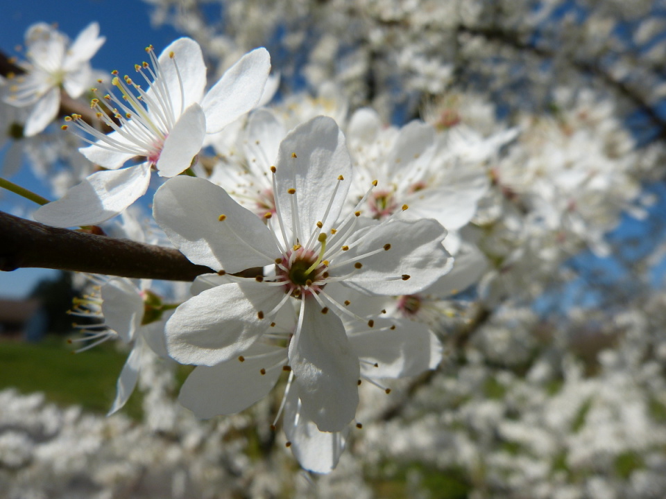 Trees in blossom