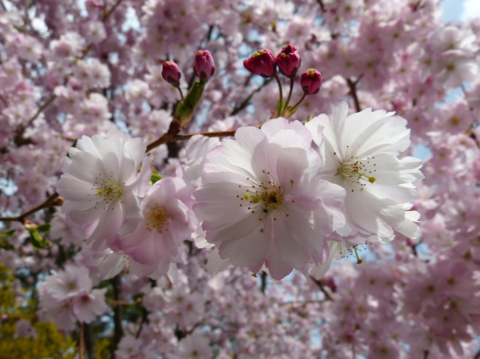 A rose-tinted vision of the world