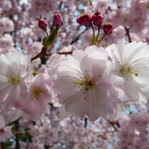 A rose-tinted vision of the world