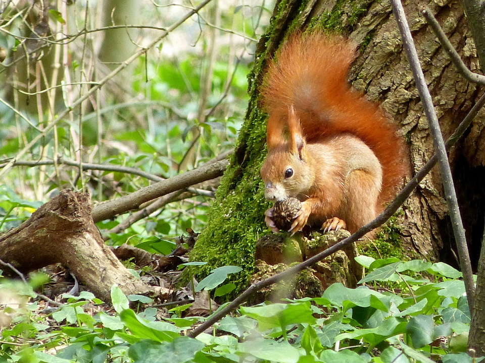 Lunchtime in the woods