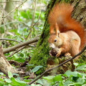 Lunchtime in the woods
