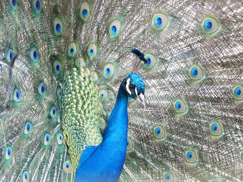 An amazing show at the zoo