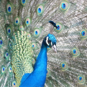 An amazing show at the zoo