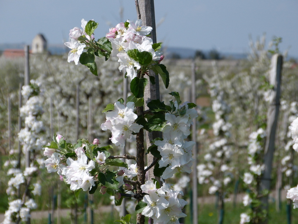 Spring in the vineyards