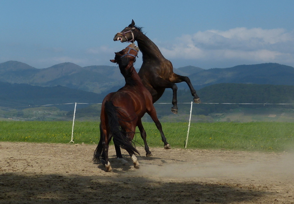 Confrontation