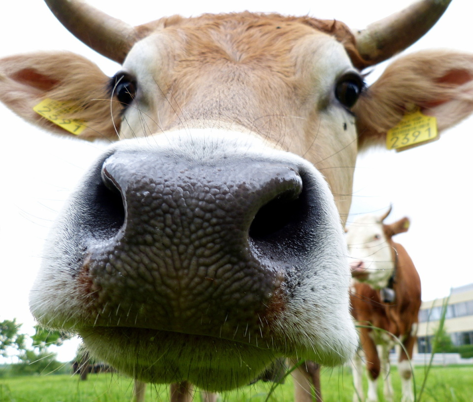 A nosy cow