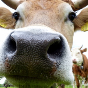 A nosy cow