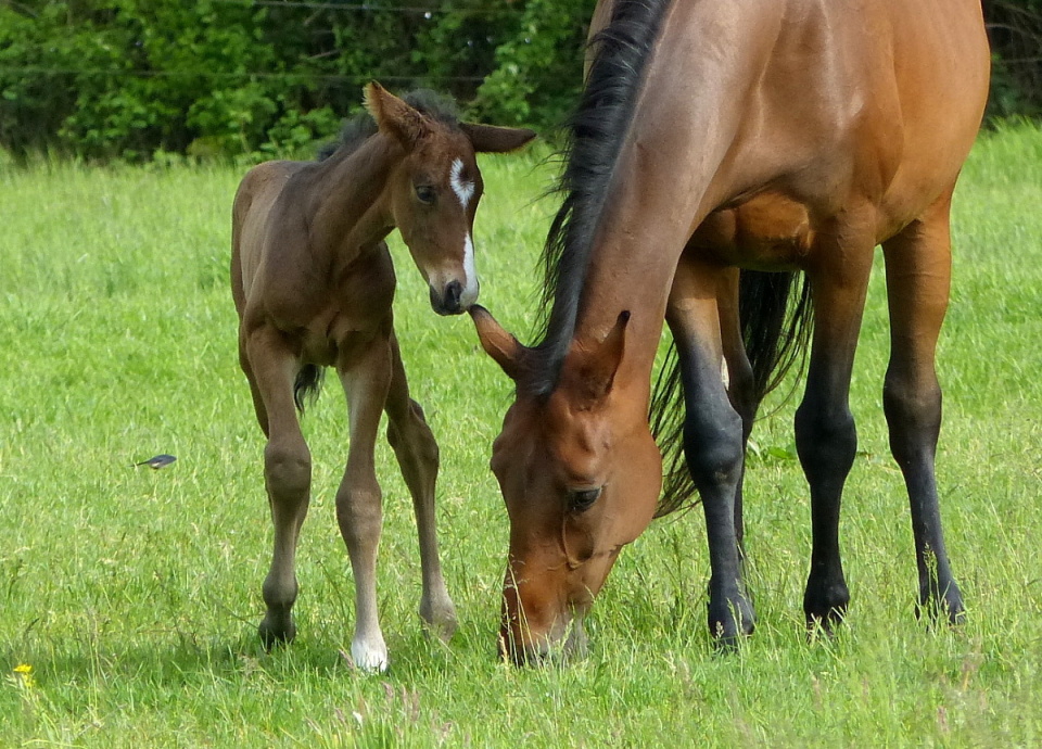 Baby boom