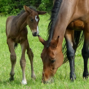 Baby boom