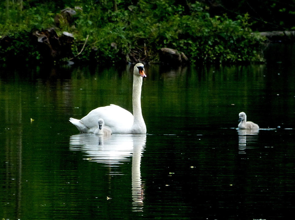  Today, the swans came ...