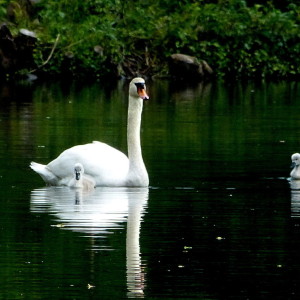  Today, the swans came ...